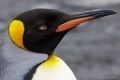 King Penguin (Note the square pupil)