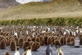 Gold Harbor one of the larger King Penguin Colony. (Gives the Environment, Courting Pairs, Parent Feeding Chick and Skua having a meal)