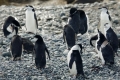 Chiinstrap Penguins