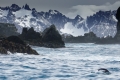 Chinstrap Penguin feeding