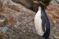 Macaroni Penguin