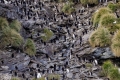 Macaroni Penguin Colony. (Height they have to climb from shore to make a nest)