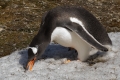 Gentoo Penguin consuming fresh water!