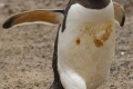 Male Gentoo Penguin Building a nest. Better nest Better change of finding a partner