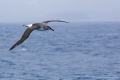 Grey-Headed Albatross