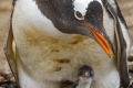 2018 Baby Gentoo Penguin