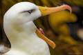 Black Browed Albatross