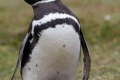 Megellanic Penguin (Build their nest under ground)