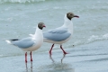 Brown Headed Gull