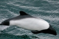 Commerson's Dolphin