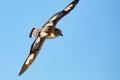 Cape Petrel