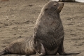 Fur Seal. (adult fur seal can vary from 1.2 to 3.1 meters (4 to 10 feet), and they weigh up to 317 kg (700 lbs))