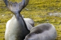 Young Elephant Seals