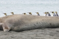 Elephant Seal and King Penguin Parade