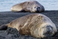 Elephant Seals Napping. (Adult male elephant seals can reach a length of 6 meters (20 feet) and can weigh in at up to 4,000 kg (8,800 lbs))