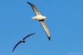 Wandering Albatross (Front. 11 feet wingspan) and Black Browed Albatross